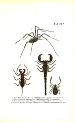 Harvestman and Scorpions