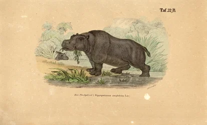 Hippopotamus at Waterside