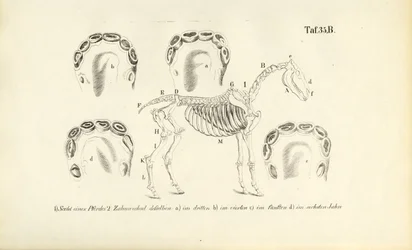 Horse Anatomy: Skeleton and Dental Development