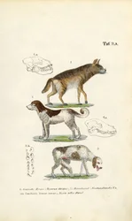 Hyena, Domestic Dog and Old Dog with Skull Illustrations