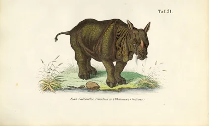 Indian Rhinoceros