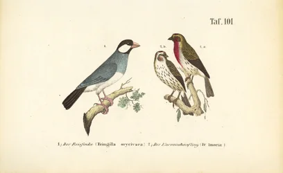 Java Sparrow and Common Rosefinch