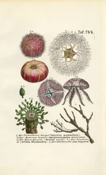 Marine Invertebrates and Cnidarians