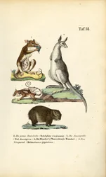 Marsupials from America and Australia
