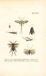 Mayflies and cockroaches
