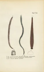 Medicinal Leech, Earthworm and Nereid