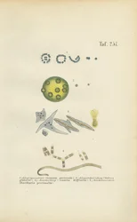 Microorganisms: Gonium, Volvox and Other Single-celled Organisms