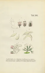 Microscopic Rotifers: Brachionus, Ichthyidium, Chaetonotus and Melicerta