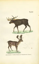 Moose and Fallow Deer