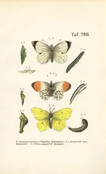 Native Butterflies with Their Developmental Stages