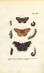 Native Fritillaries and Brush-footed Butterflies with Developmental Stages