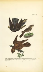 Nightjars and Related Species