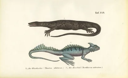 Nile Monitor and Plumed Basilisk