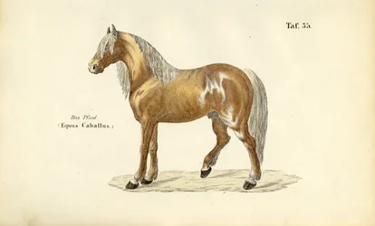 Noble Horse