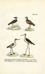 Northern Lapwing, Stone-curlew, Pied Avocet and Black-winged Stilt
