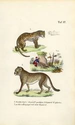 Ocelot, Cheetah and Cheetah Hunting