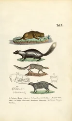Otter, Skunk, Ichneumon and Civet with Skull Illustrations