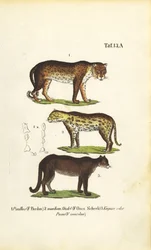 Panther, Jaguar and Puma