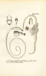 Parasitic Worms and Their Developmental Stages