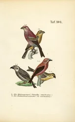 Pine Grosbeak and Red Crossbill
