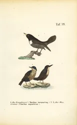 Ring Ouzel and White-throated Dipper
