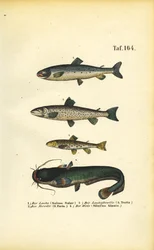Salmon, Trout and Catfish