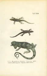 Sand Lizards and Green Iguana