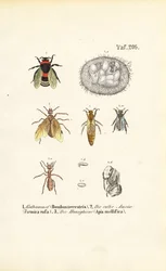 Social Insects with Developmental Stages