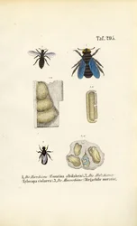 Specialized Bee Species and Their Nest Structures