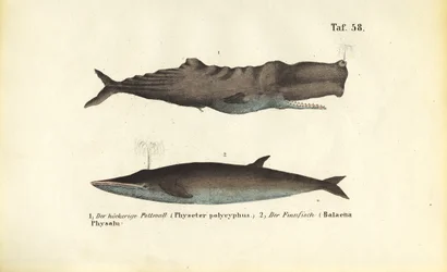 Sperm Whale and Fin Whale