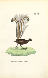 Superb Lyrebird