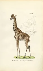 The Giraffe