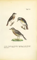 Three Thrush Species