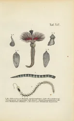 Tube Worm, Flatworm and Parasites