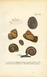 Various Fresh Water and Limpet Snails