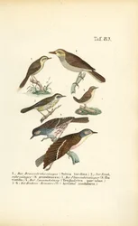 Various Reed Warblers and Dunnocks