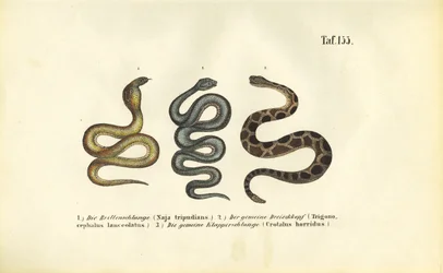 Venomous Snakes: Indian Cobra, Fer-de-lance and Timber Rattlesnake