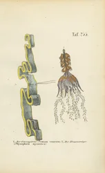 Venus Girdle and Bladderwort