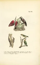 Wall Creeper, Tree Creeper and Firecrest