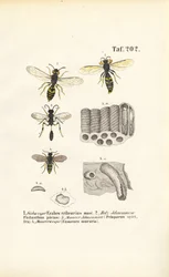 Wasps and Their Nest Constructions