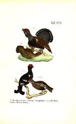Western Capercaillie and Black Grouse