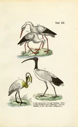 White Stork, Spoonbill and Sacred Ibis