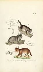 Wild Cats with Anatomical Details