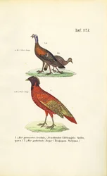 Wild Turkey and Satyr Tragopan