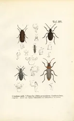 Wood-Boring Beetles and Medically Relevant Beetles