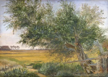 The Old Tree