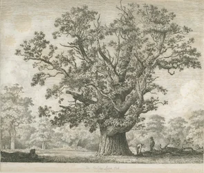 Needwood - Swilcar Oak