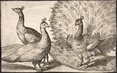 Three peacocks