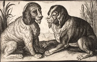 Two dogs by a lakeside