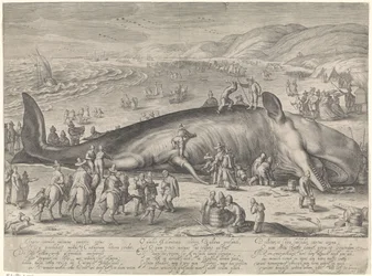 Whale Stranded at Berckhey, 1598